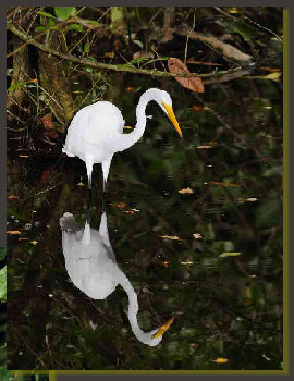  This great egret had been photographed by Giulio Ranalli in a  lagoon on the border of Puerto Jimenez , a place crowded of caimans and a lot of species of birds, a nesting site for Cow egrets and White ibis, two spwecies of bird quite commons in the Osa Peninsula, in the south Pacific coast of Costa Rica