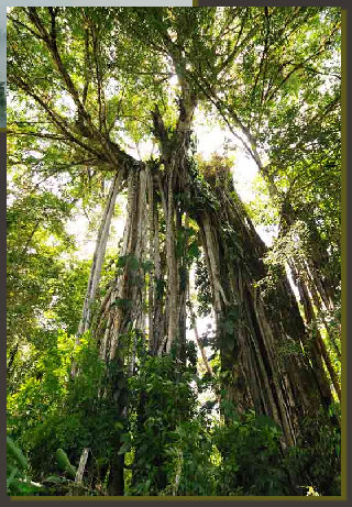  One big, old tree that host hodred of epifites plants on its branches. Trees like this are common in the forerst that are part of the lands on the hills of the central Osa Peninsula, Costa Rica, south Pacific coast. photo of Giulio Ranalli>
	<span id=